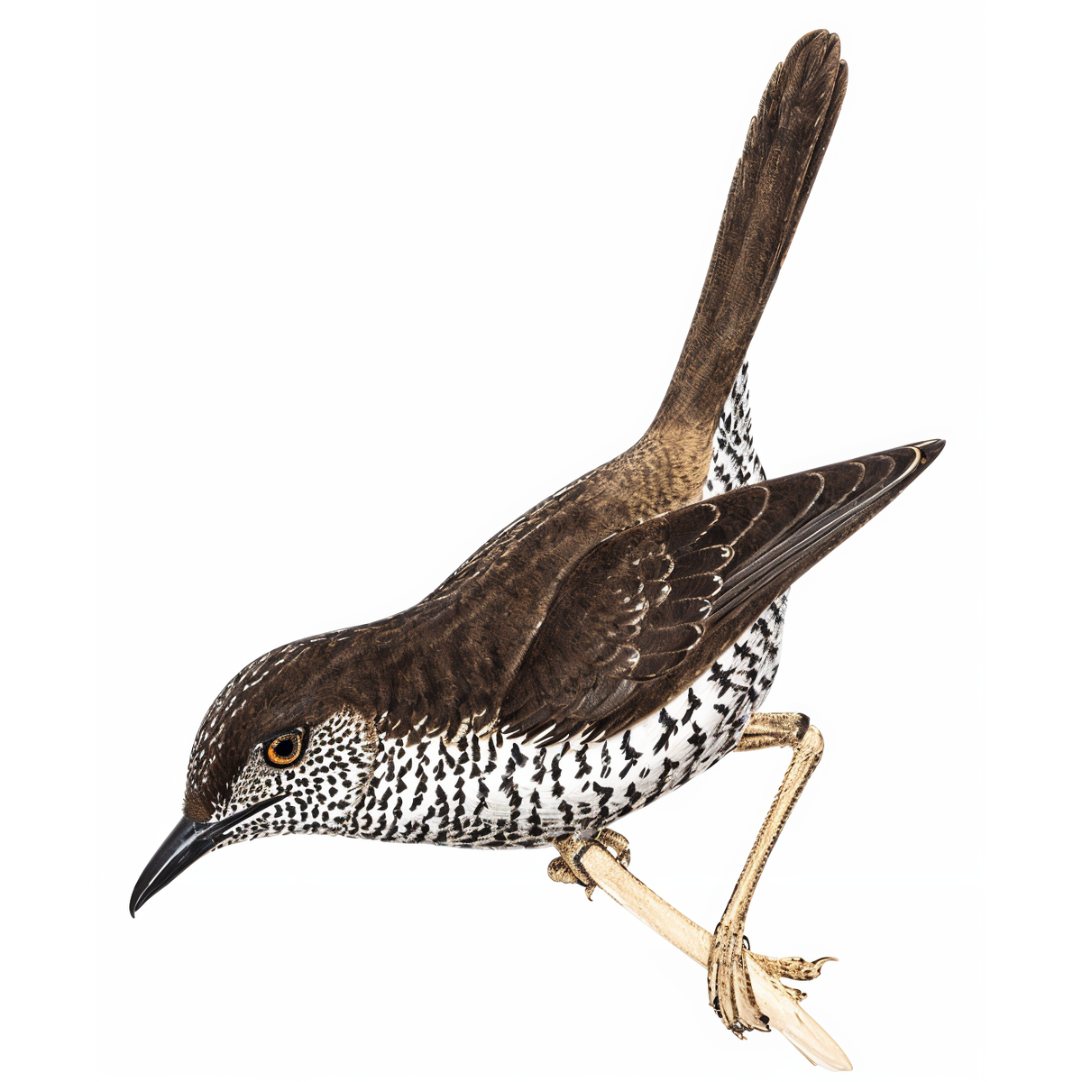 Stierling's Wren-Warbler