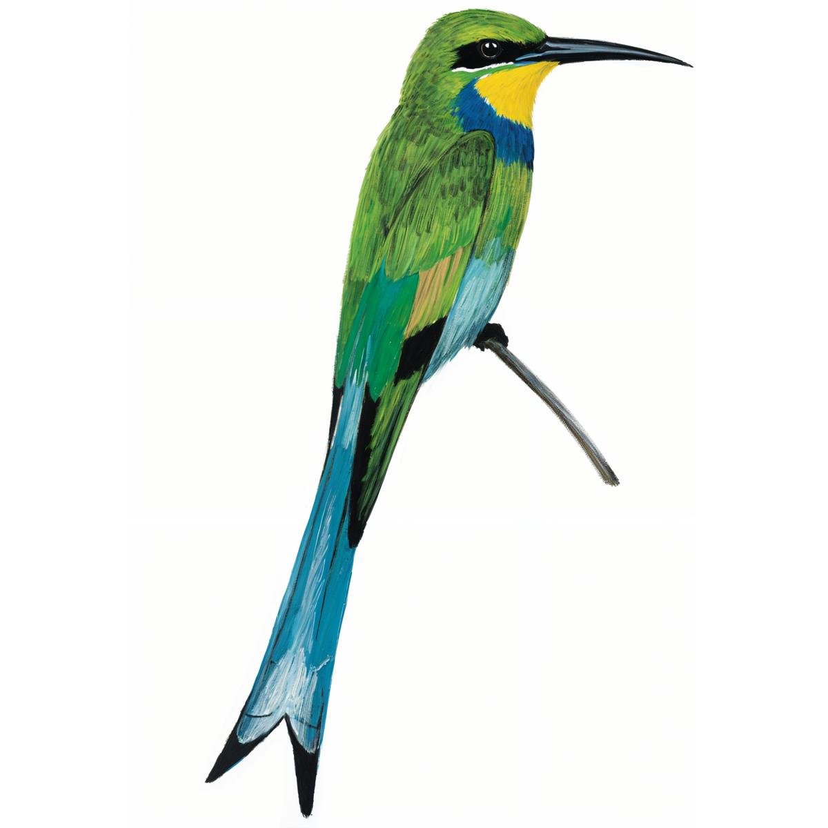 Swallow-tailed Bee-eater