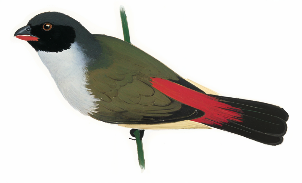 Swee Waxbill Newman's Birds