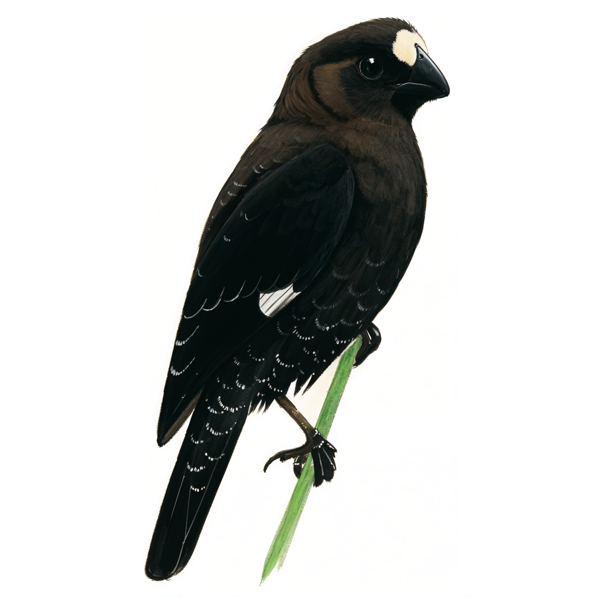 Thick-billed Weaver