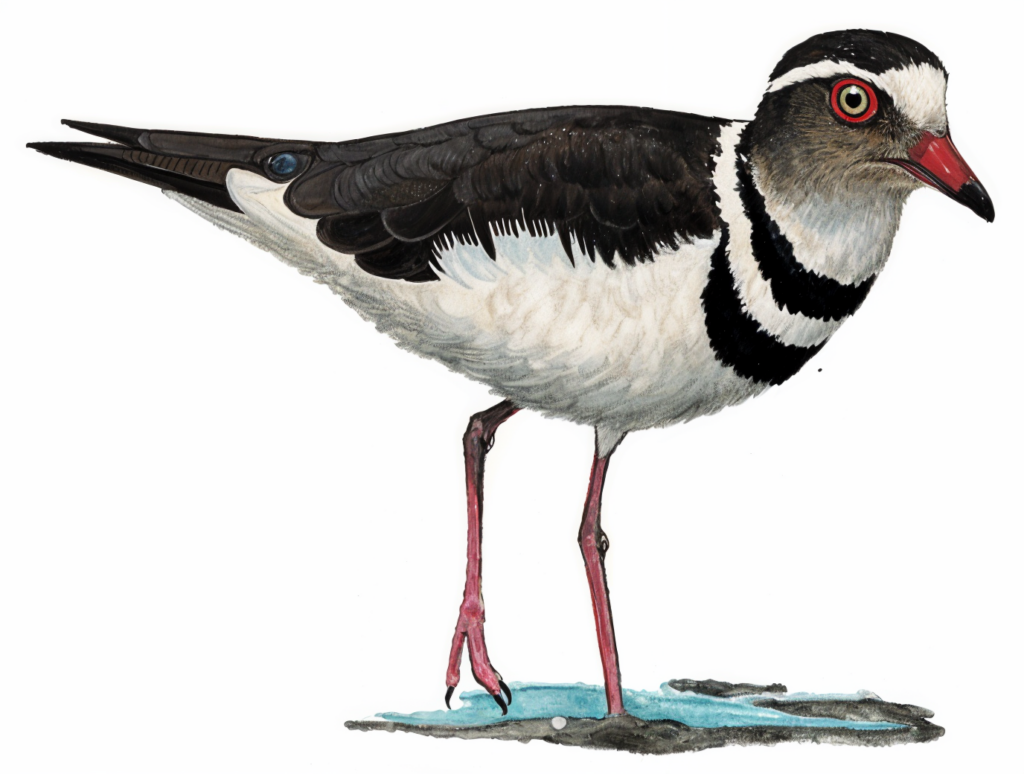 Three banded Plover Newman's Birds