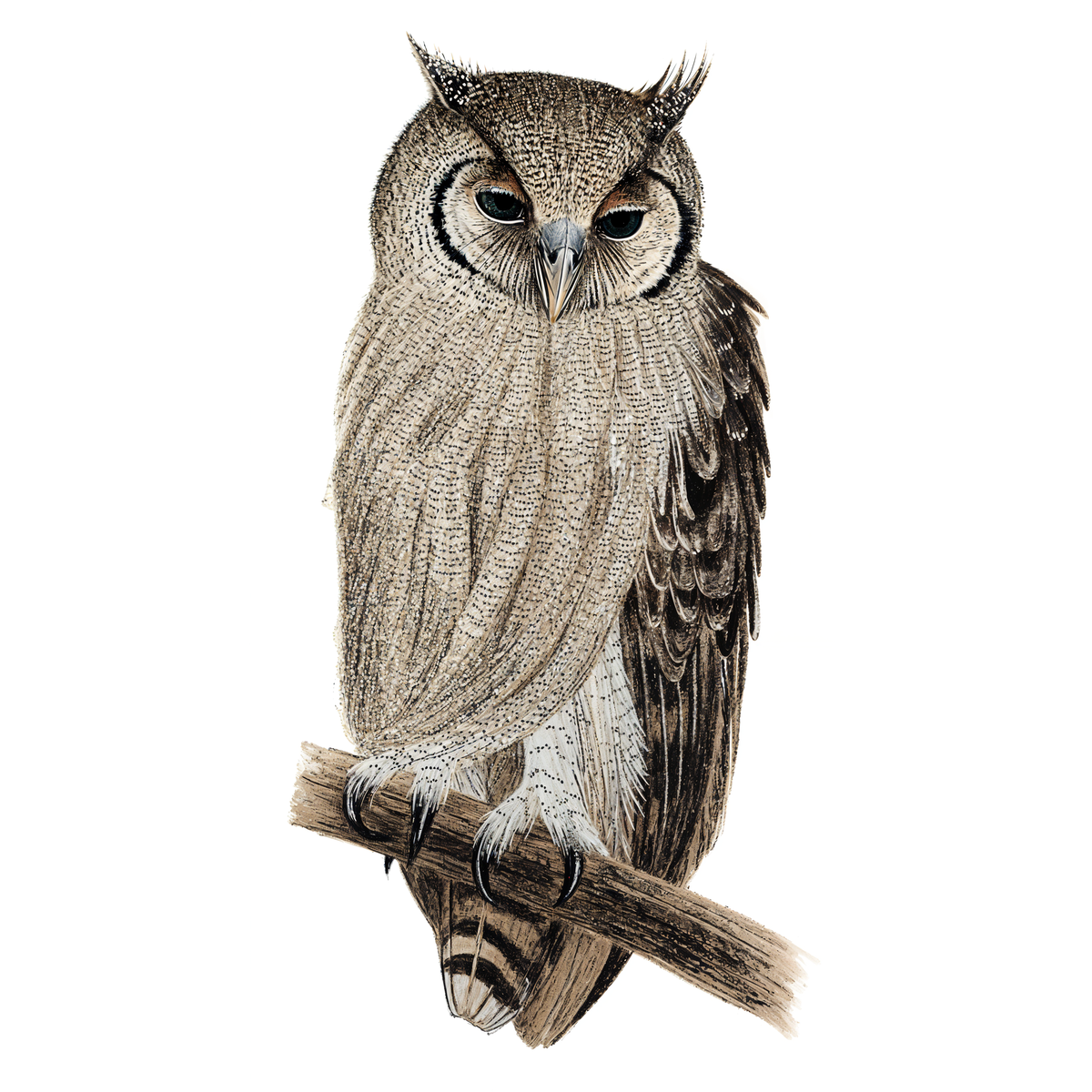 Verreaux's Eagle-owl