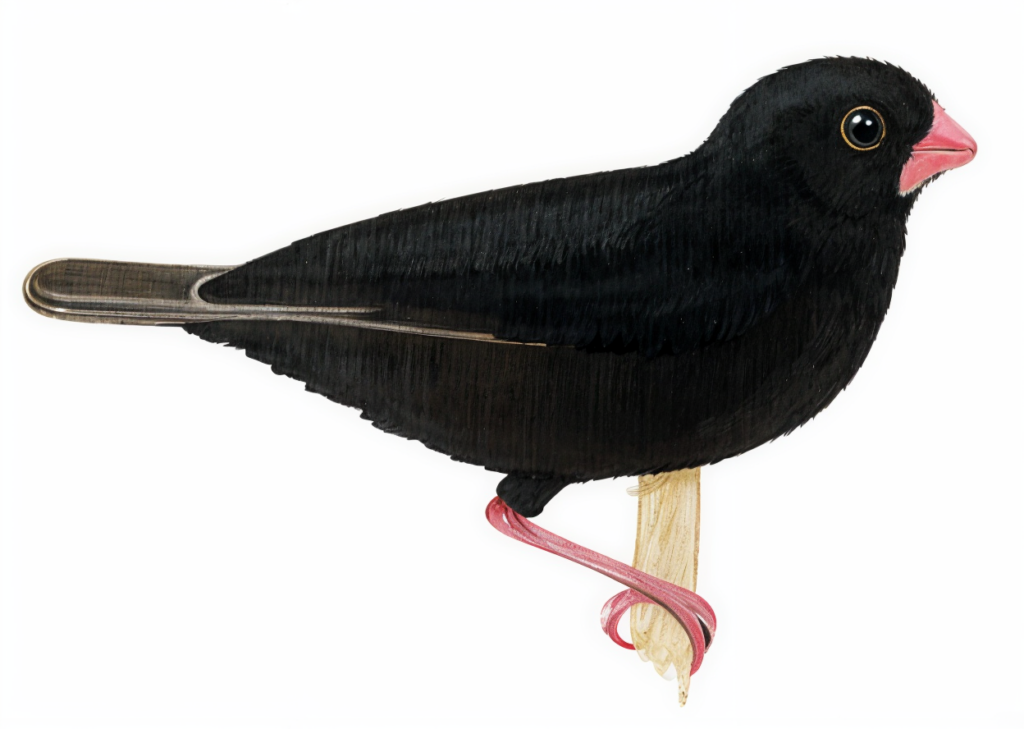 Village Indigobird Newman's Birds