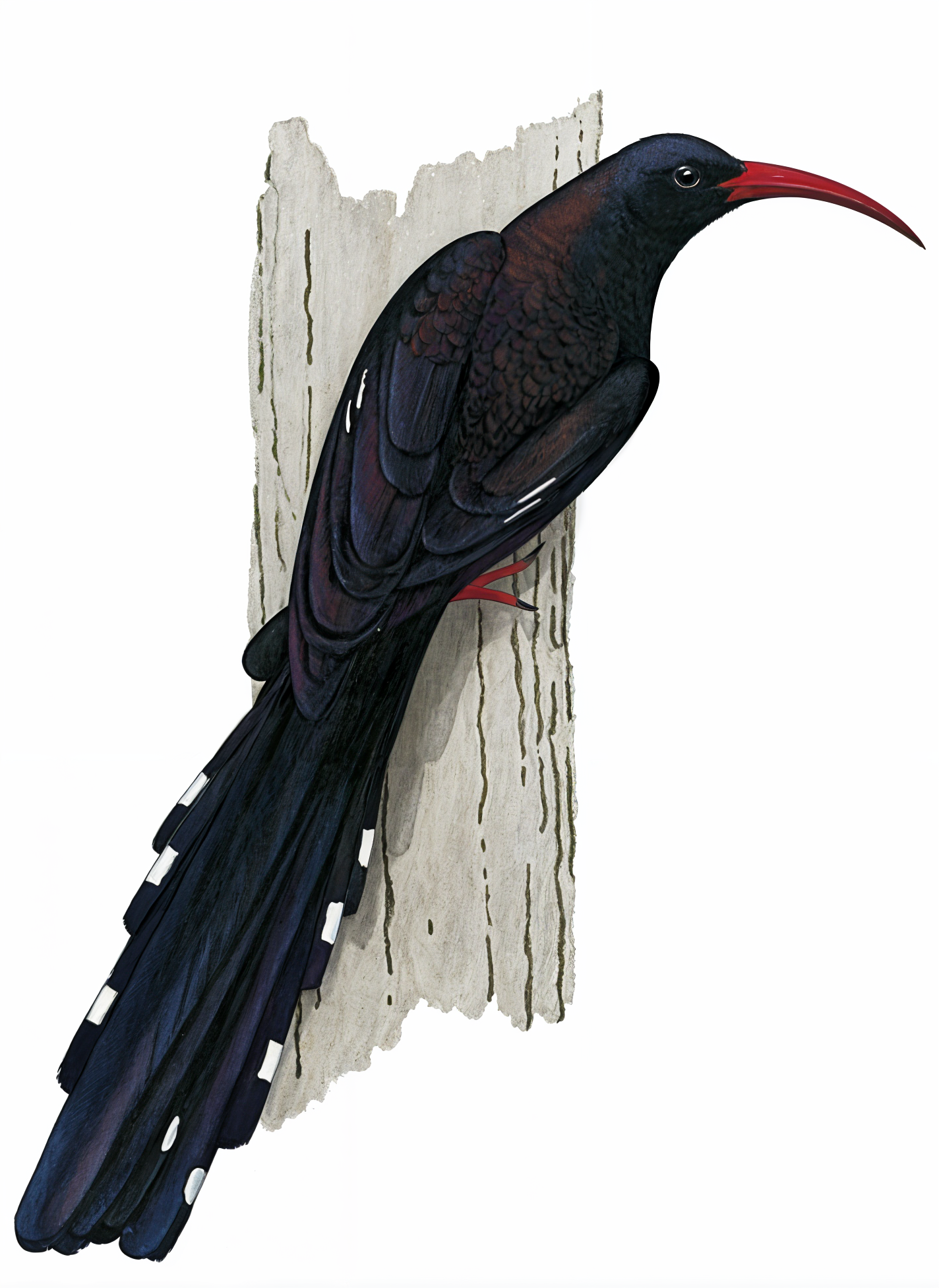Violet Wood hoopoe Newman's Birds