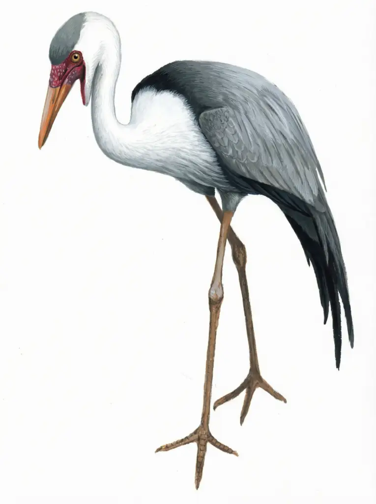 Watteled Crane Newman's Birds