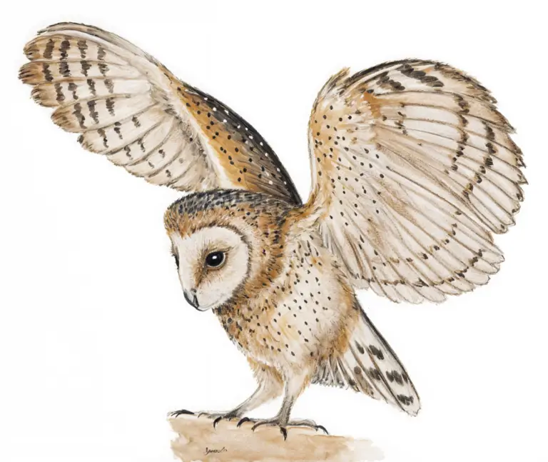 Weastern Barn Owl Newman's Birds