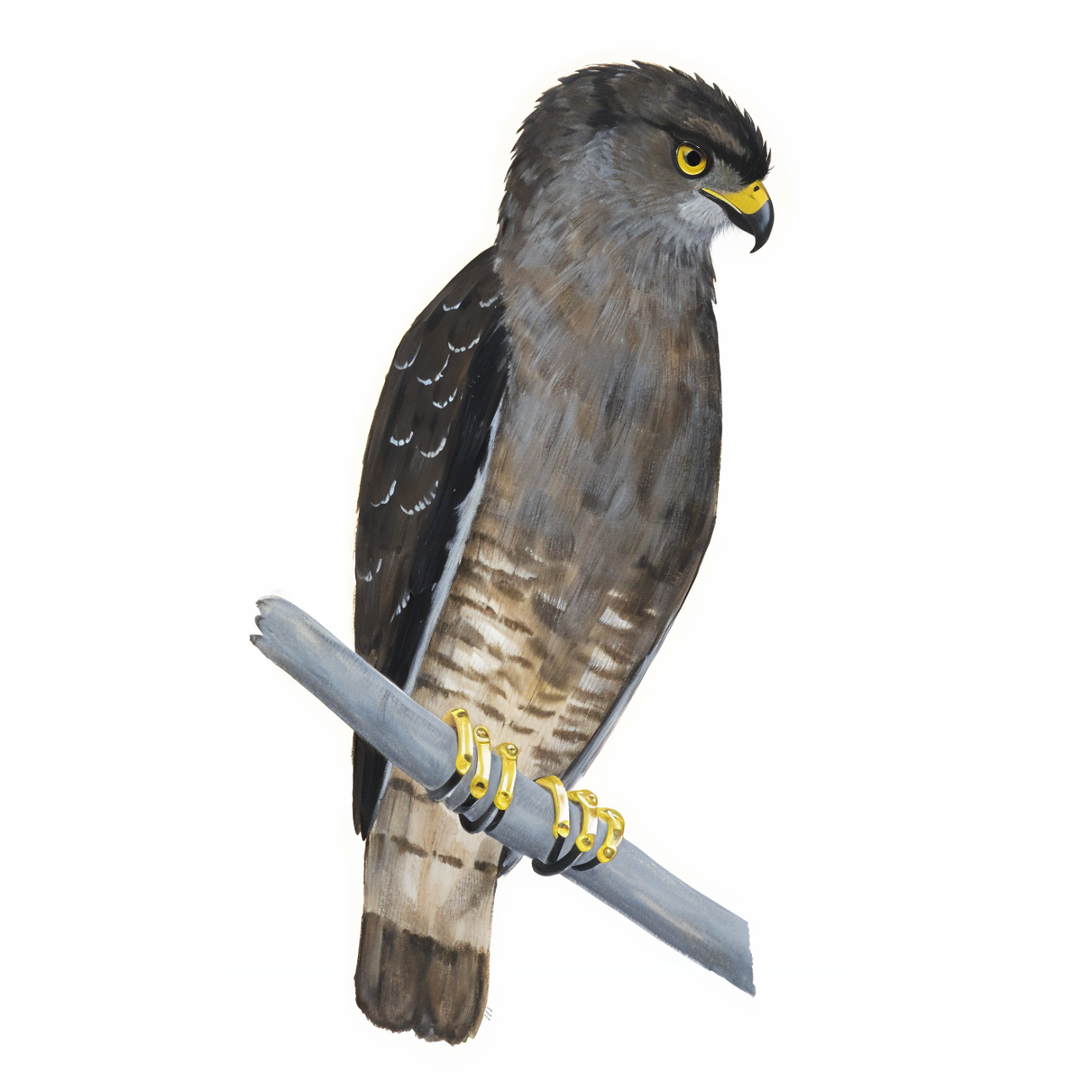 Weastern banded Snake Eagle