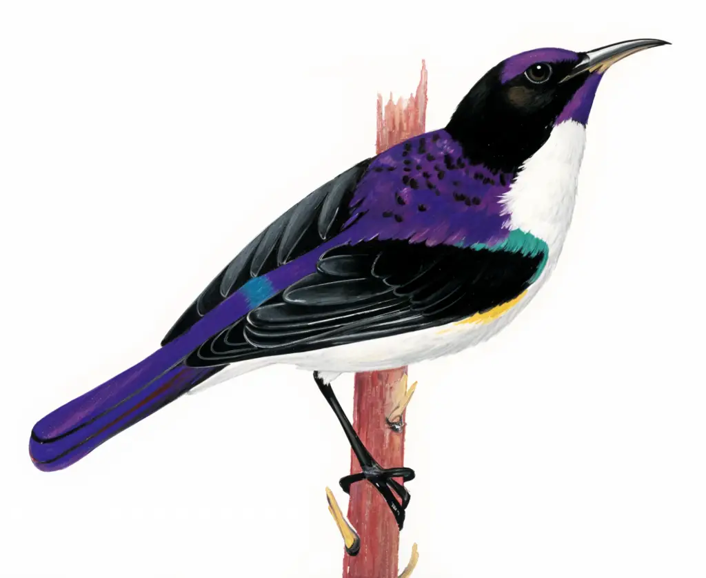 Western Violet backed Sunbird Newman's Birds