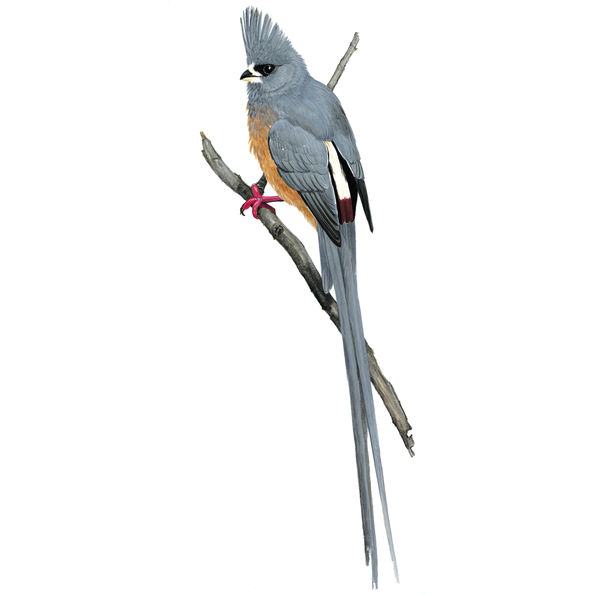 White-backed Mousebird