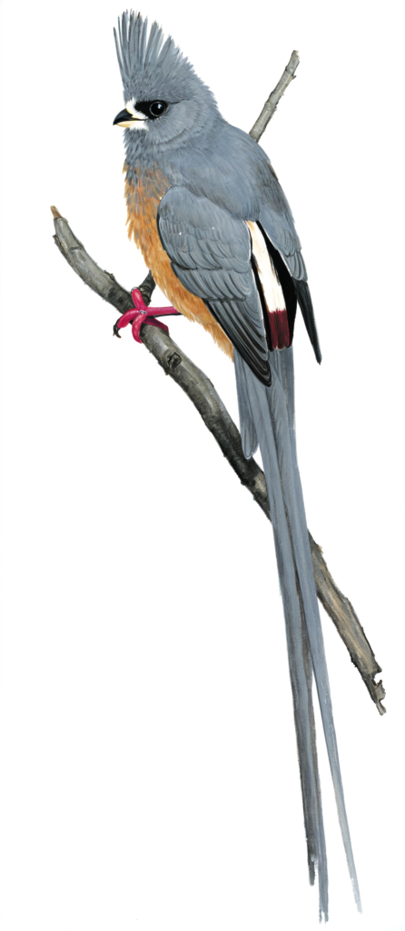 White backed Mousebird Newman's Birds