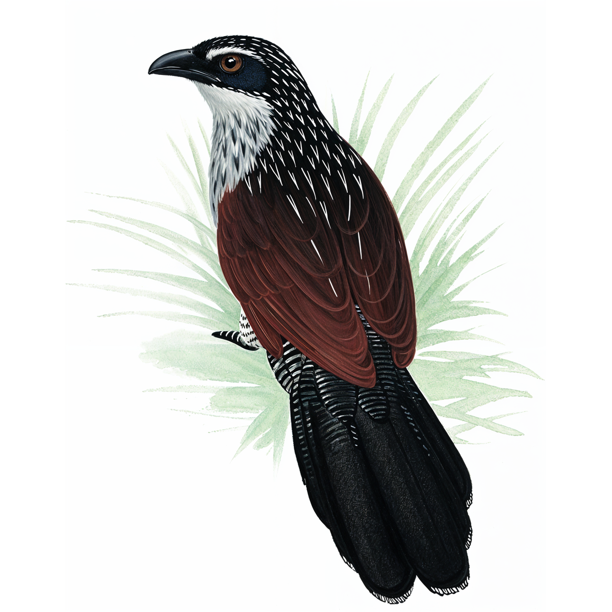 White-browed Coucal