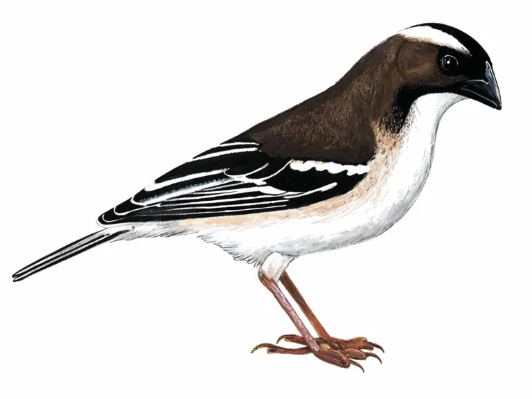 White browed Sparrow Weaver