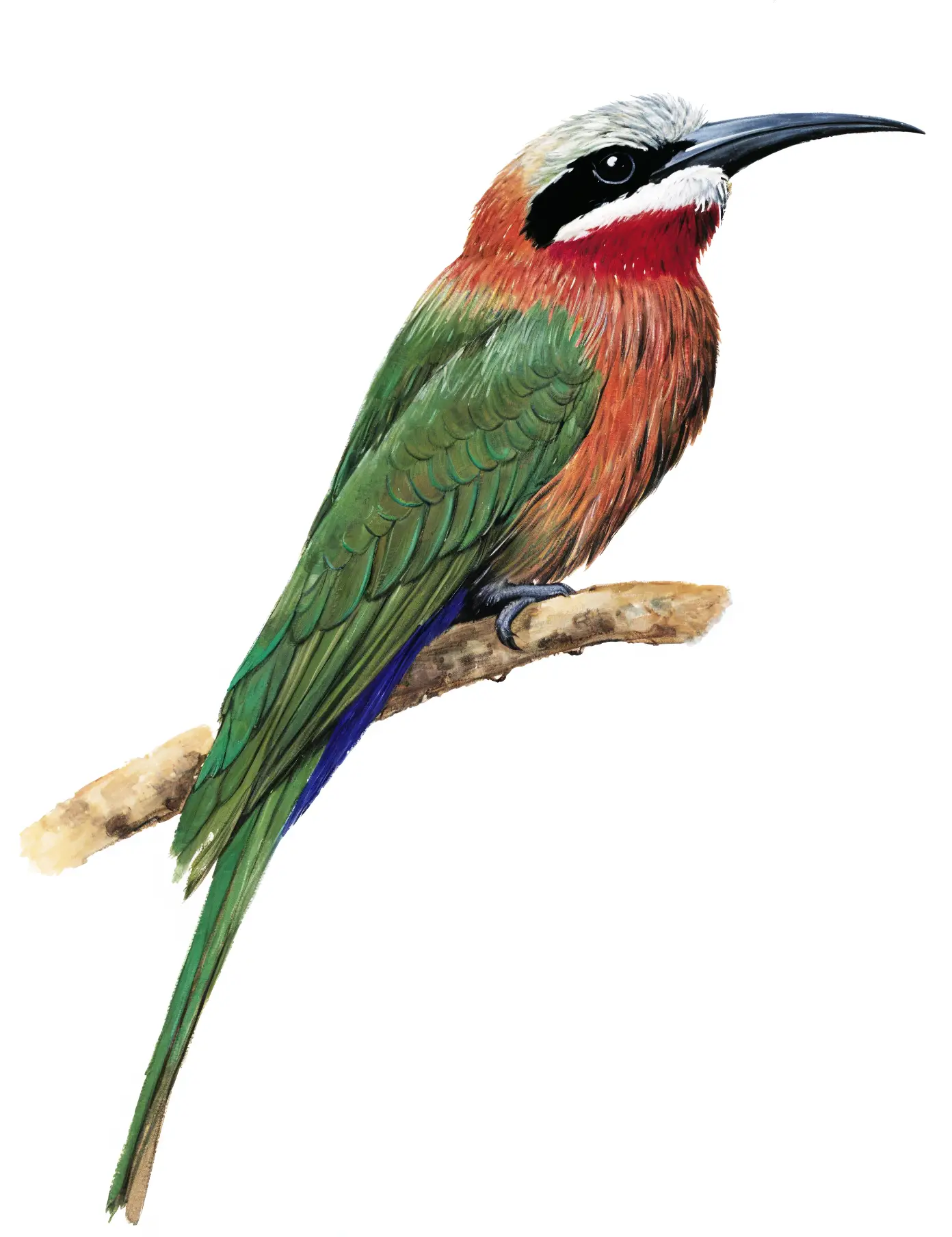 White fronted Beeeater AI