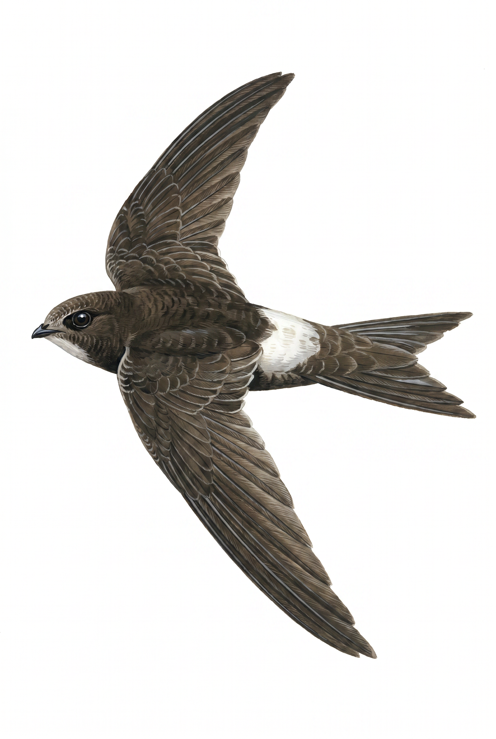 White-rumped Swift