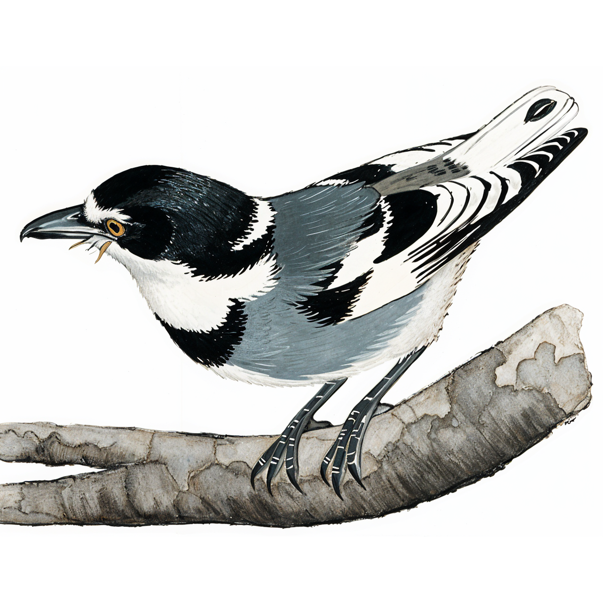 White-tailed Shrike