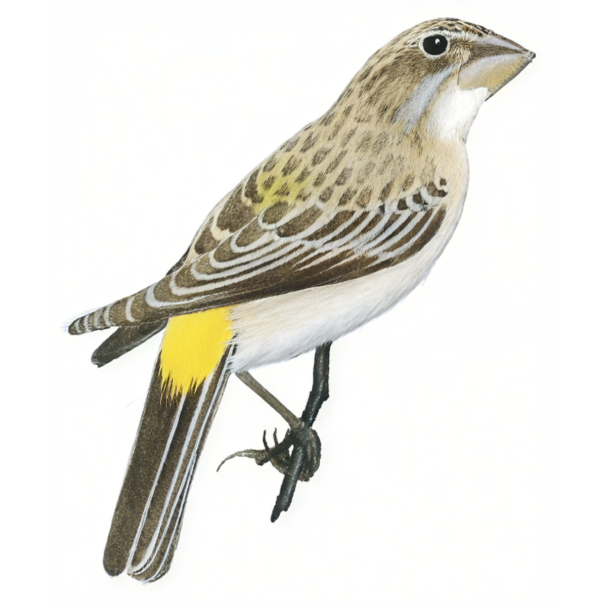 White-throated Canary