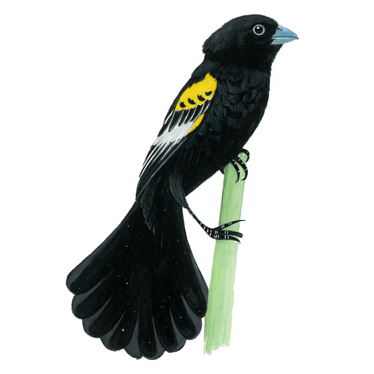 White-winged-Widowbird