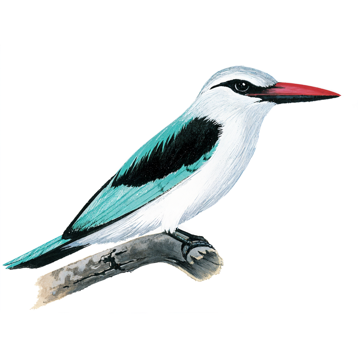 Woodlands Kingfisher