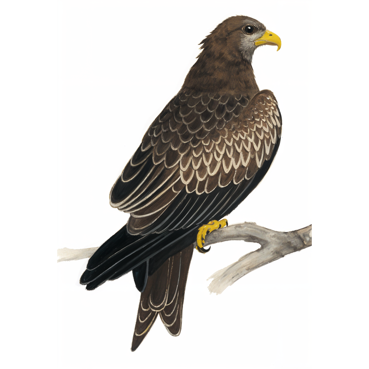 Yellow-billed Kite