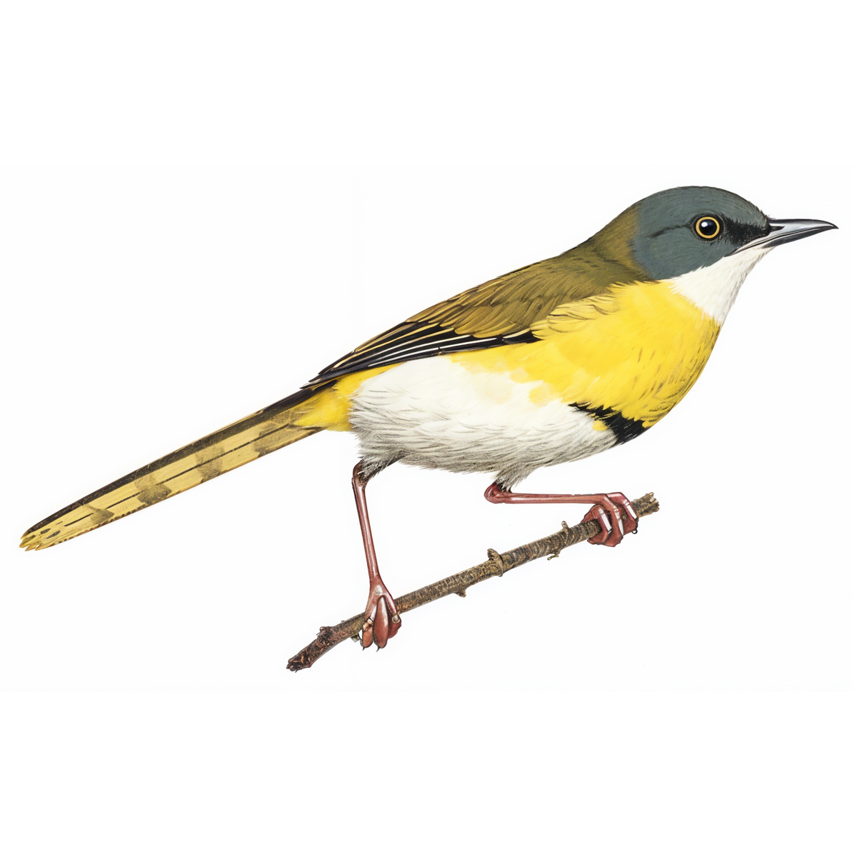 Yellow-breasted Apalis