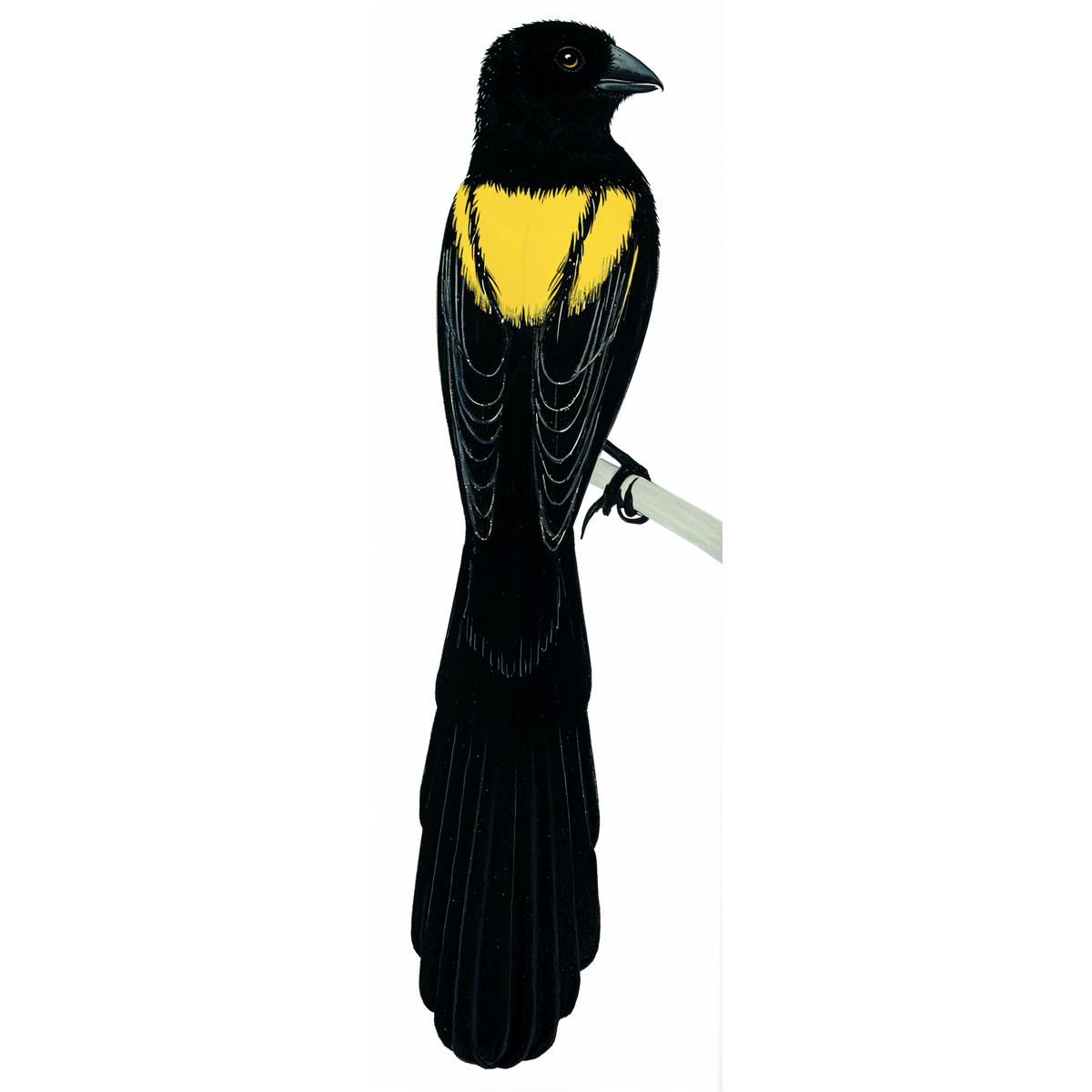 Yellow-mantled Widowbird