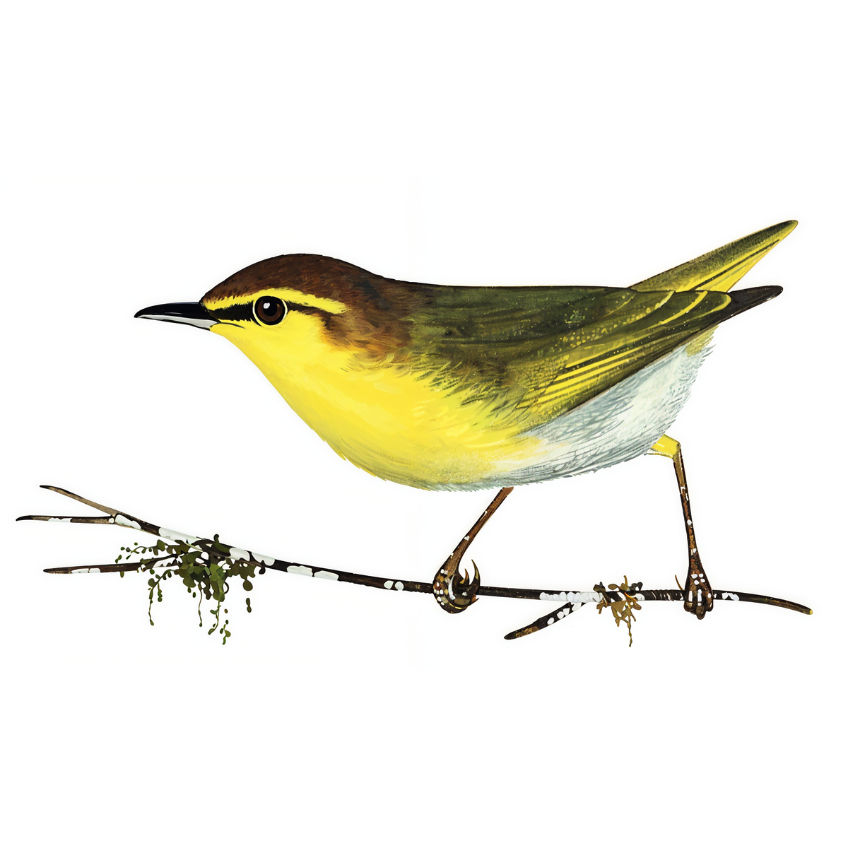 Yellow-throated Woodland-Warbler