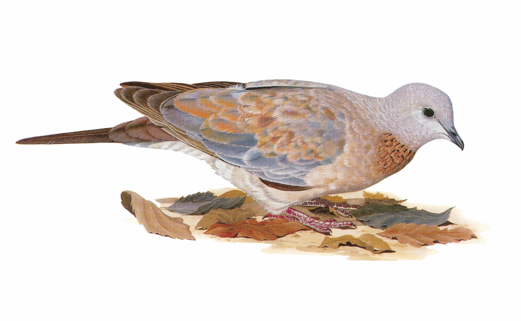 Laughing Dove Newman's birds