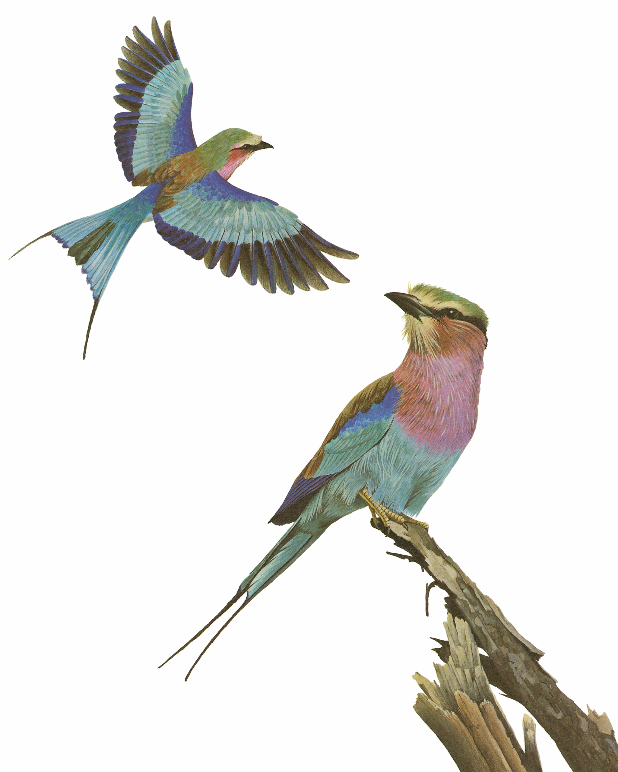 Lilac-breasted Roller Newman's Birds