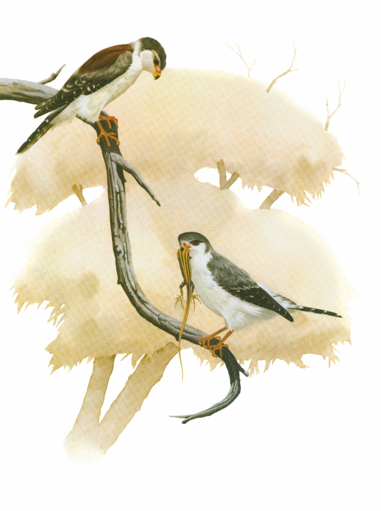 Pygmy Falcon Newmans Birds