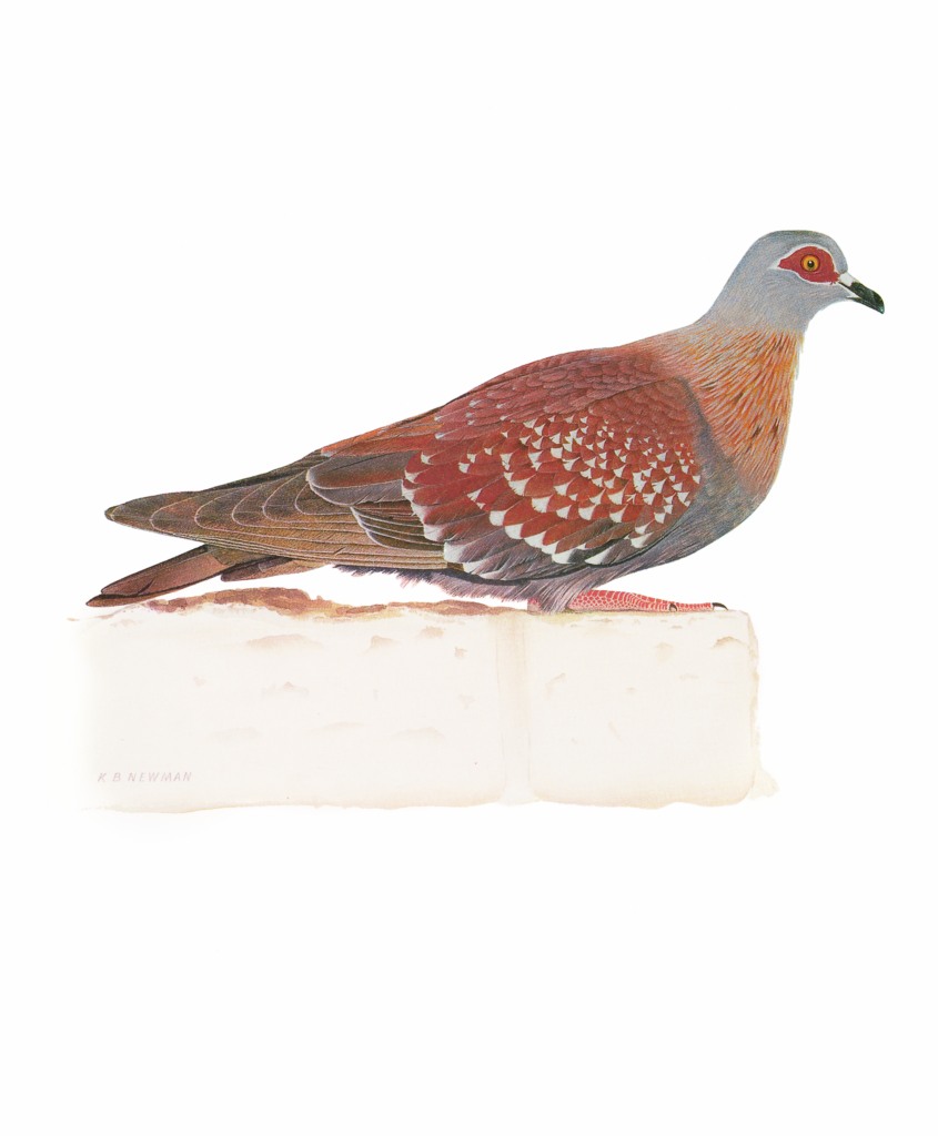 Speckled Pigeon Newman's Birds