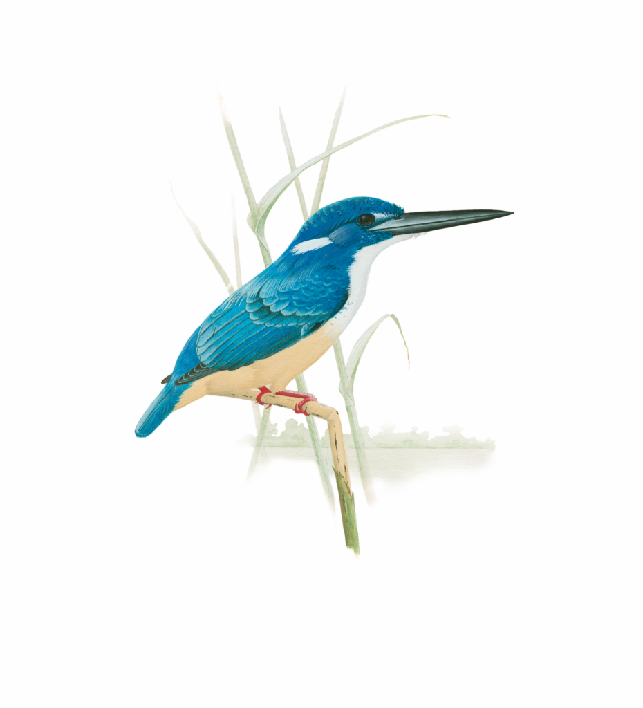 Half-collared Kingfisher Newman's Birds
