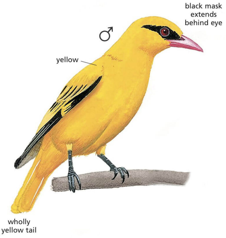 African Golden Oriole