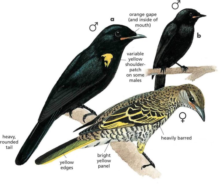 Black Cuckooshrike