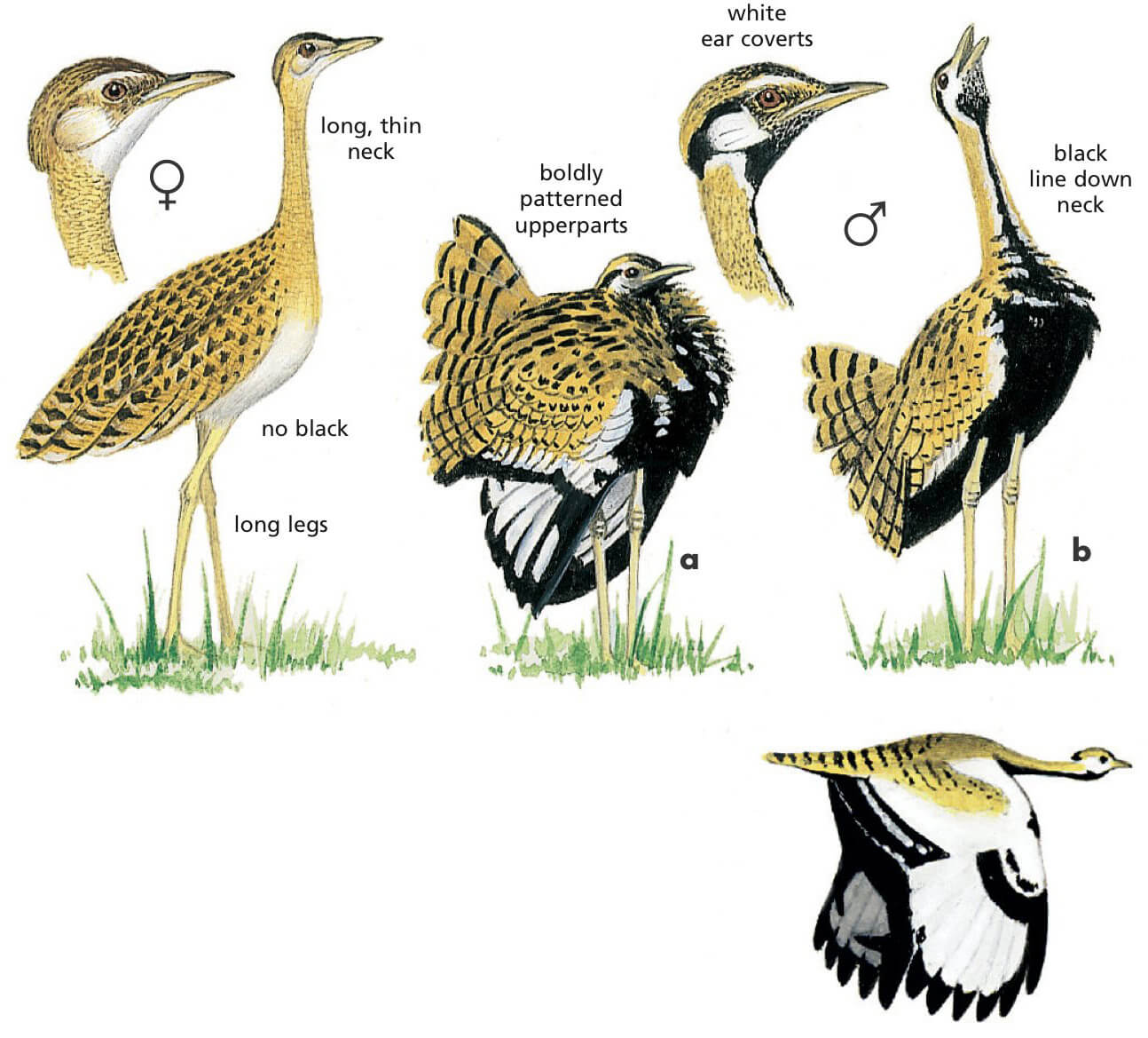 Black-bellied Bustard