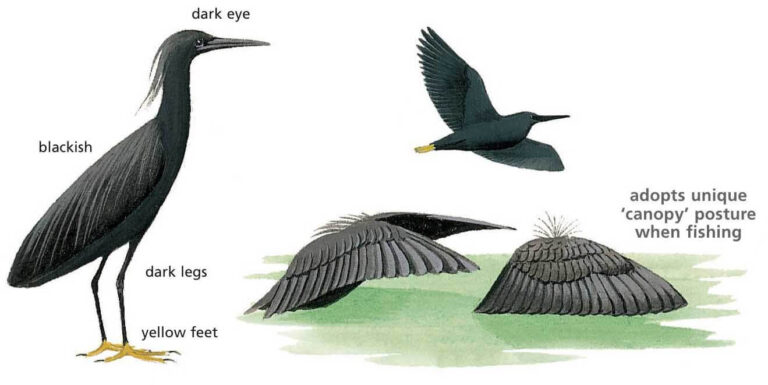 Black Heron