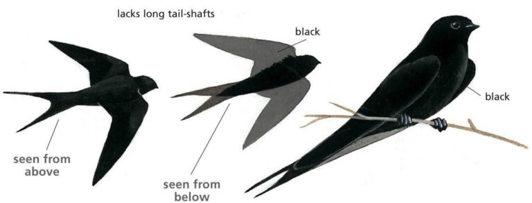 Black Saw-Wing
