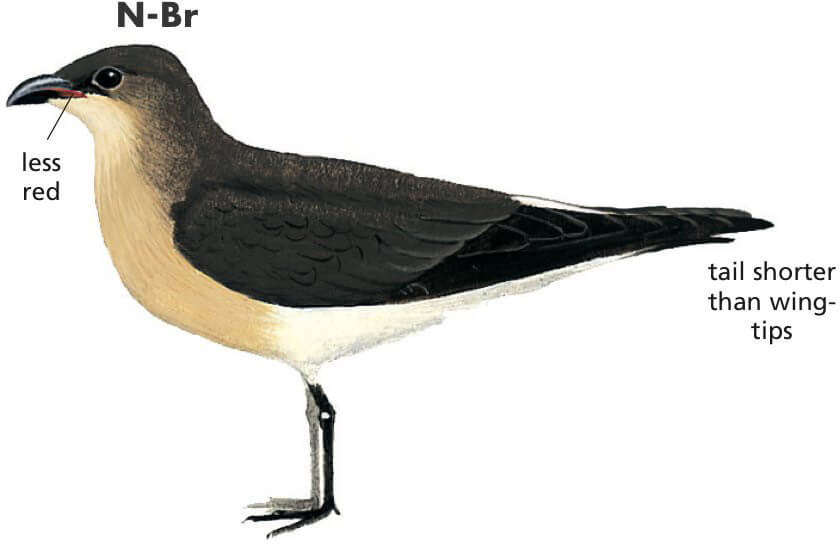 BLack-winged Pratincole