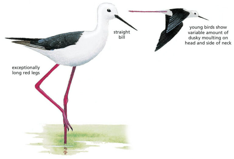 Black-winged Kite