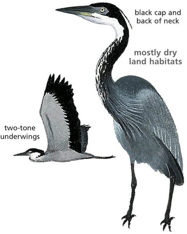 Black Headed Heron