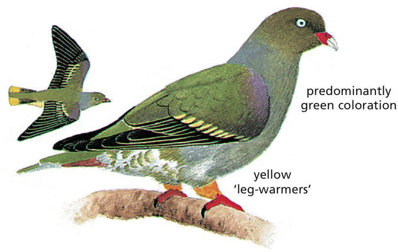 African Green Pigeon