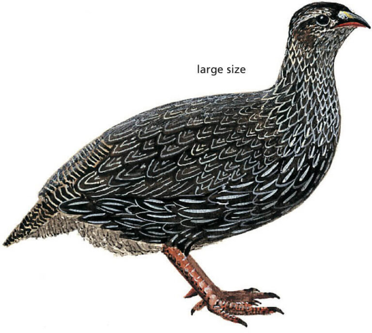 Cape Spurfowl