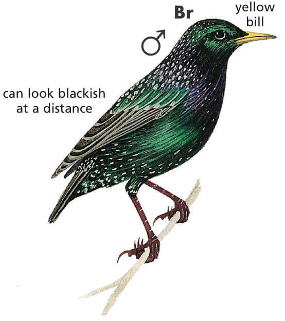 Common Starling