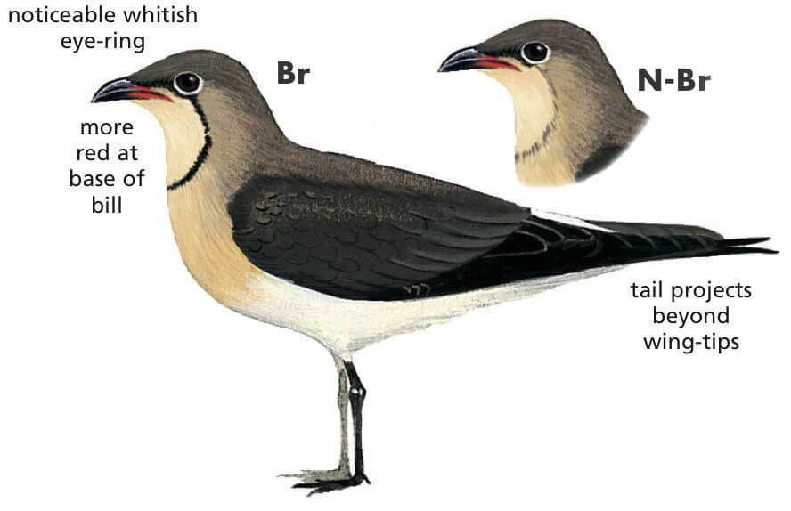 Collared Pratincole