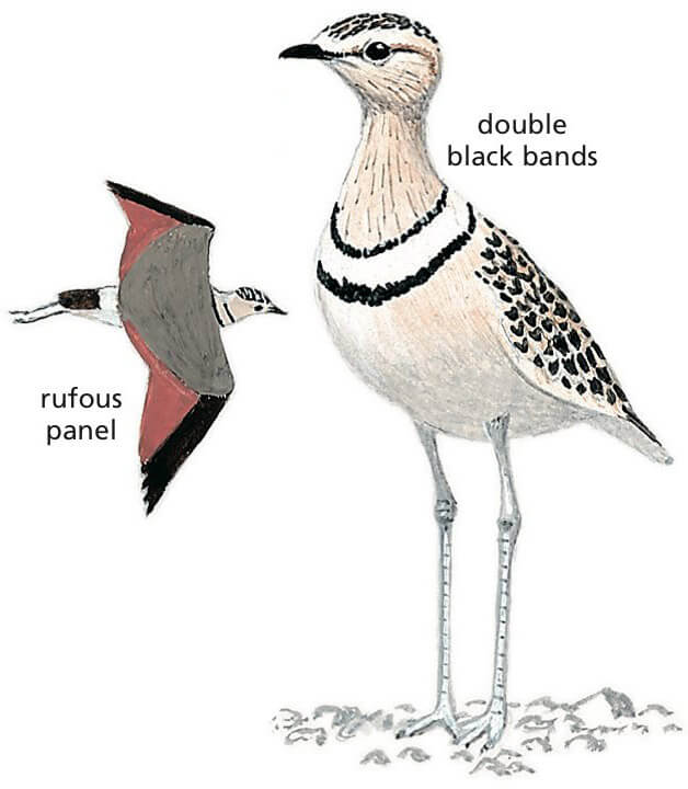 Double-banded Courser