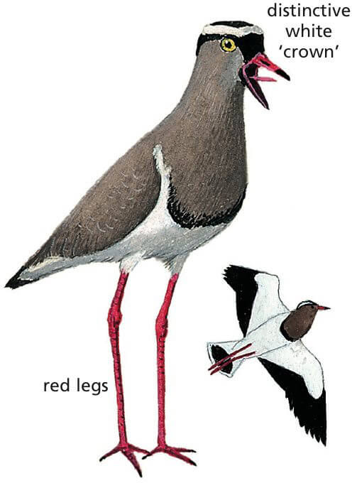 Crowned Lapwing Newman's birds