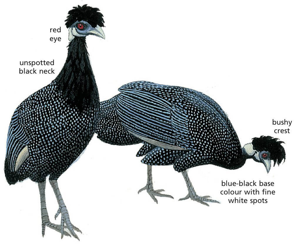 Southern Crested Guineafowl Newman's Birds