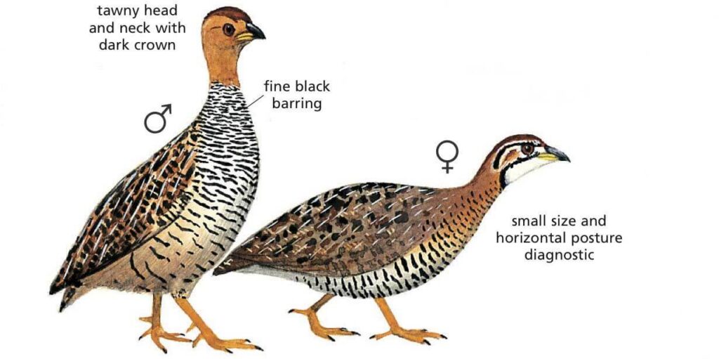 Couqui Francolin Newman's Birds