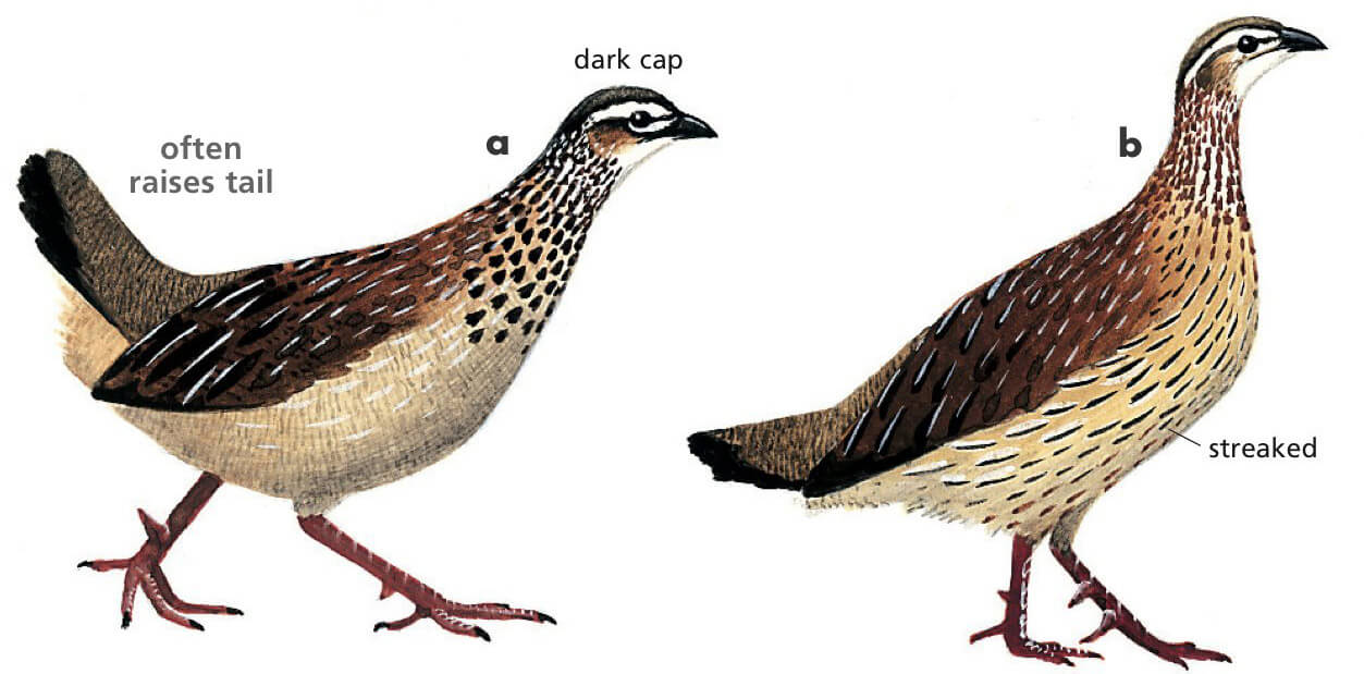 Crested Francolin Newman's Birds