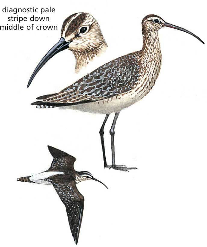 Eurasian Whimbrel Newman's Birds