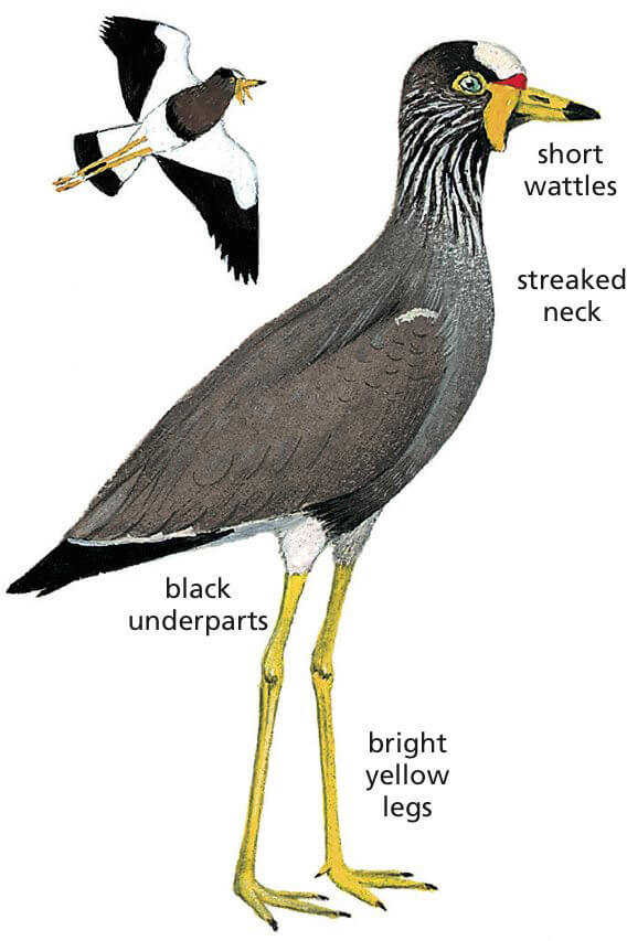 African Wattled Lapwing